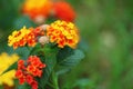 yellow red pink lantana camara flower in garden blooming Royalty Free Stock Photo