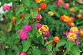 yellow red pink magenta color of lantana camara flower in garden blooming Royalty Free Stock Photo