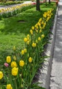 Yellow, Red and Pink Tulip Lined Washington Boulevard, Holland, Michigan Royalty Free Stock Photo