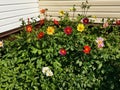 Yellow, red, pink, white dahlias in green meadow Royalty Free Stock Photo