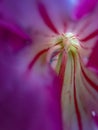 Yellow and red pollen of pink Desert rose in flower garden Royalty Free Stock Photo