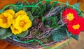 Yellow and red Primula flowers in basket Royalty Free Stock Photo