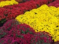 Yellow, red and purple chrysanthemums Royalty Free Stock Photo