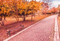 Yellow and red purple colorful leaves autumn colors in the park outdoor with a road and wood bench