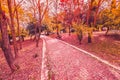 Yellow and red purple colorful leaves autumn colors in the park outdoor with a road and wood bench