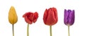 Yellow, red and purple tulips with rain drops Royalty Free Stock Photo