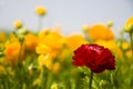 Yellow & Red Ranunculus Royalty Free Stock Photo