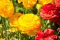 Yellow And Red Ranunculus Royalty Free Stock Photo