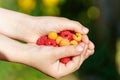 Yellow and red raspberry berries in the hands of a child