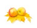 Yellow and red ripe apples is on the yellow colorful maple leave Royalty Free Stock Photo