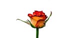 Yellow-red rose bud on a white background isolated closeup Royalty Free Stock Photo