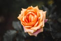 Yellow-Red Rose Closeup In Keukenhof Garden Royalty Free Stock Photo