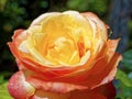 Yellow Red Rose closeup Royalty Free Stock Photo