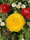 Yellow and red rose closeup Royalty Free Stock Photo