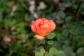 yellow-red rose flower with petals on a background of green foliage Royalty Free Stock Photo