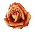 Yellow-red rose flower white isolated background with clipping path. Closeup. no shadows. Royalty Free Stock Photo