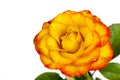 Yellow and Red Rose Isolated Royalty Free Stock Photo