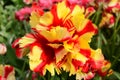 Yellow-red rose-like tulip closeup in Keukenhof garden Royalty Free Stock Photo