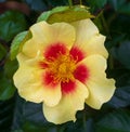 Yellow and red rose \