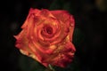 Yellow-red rose with water droplets on the petals.