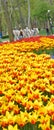 Yellow and red spectacular tulip and forest in the spring, Turkey Istanbul Emirgan