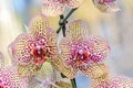 Yellow with red spots orchid close up branch flowers, isolated Royalty Free Stock Photo