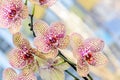 Yellow with red spots orchid close up branch flowers, isolated Royalty Free Stock Photo