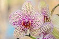 Yellow with red spots orchid close up branch flowers, isolated Royalty Free Stock Photo