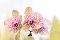 Yellow with red spots orchid close up branch flowers, isolated Royalty Free Stock Photo