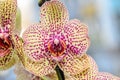 Yellow with red spots orchid close up branch flowers, isolated Royalty Free Stock Photo