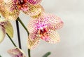 Yellow with red spots orchid close up branch flowers, isolated Royalty Free Stock Photo