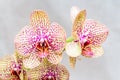 Yellow with red spots orchid close up branch flowers, isolated Royalty Free Stock Photo