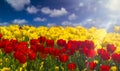 Sun-drenched Tulips Royalty Free Stock Photo