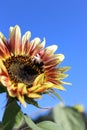 yellow-red sunflower and bee against the blue sky, ripe sunflower. Nature abstract background. bright autumn. Beautiful texture Royalty Free Stock Photo