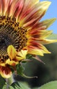 yellow-red sunflower and bee against the blue sky, ripe sunflower. Nature abstract background. bright autumn. Beautiful texture Royalty Free Stock Photo