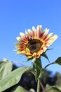 yellow-red sunflower and bee against the blue sky, ripe sunflower. Nature abstract background. bright autumn. Beautiful texture Royalty Free Stock Photo