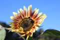 yellow-red sunflower and bee against the blue sky, ripe sunflower. Nature abstract background. bright autumn. Beautiful texture Royalty Free Stock Photo