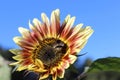 yellow-red sunflower and bee against the blue sky, ripe sunflower. Nature abstract background. bright autumn. Beautiful texture Royalty Free Stock Photo