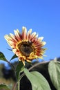 yellow-red sunflower and bee against the blue sky, ripe sunflower. Nature abstract background. bright autumn. Beautiful texture Royalty Free Stock Photo