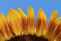 Yellow-red Sunflower petals Royalty Free Stock Photo