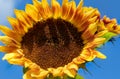 Yellow-red Sunflower Royalty Free Stock Photo