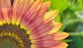 Yellow and red sunflower Royalty Free Stock Photo