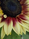 Yellow red sunflower Royalty Free Stock Photo