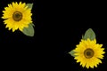 Yellow red sunflowers isolated on background