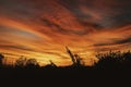 Yellow and red sunset, silhouette of trees, evening