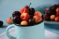 Yellow and red sweet cherries. Royalty Free Stock Photo