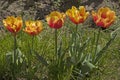 Yellow red terry tulip (Tulipa) with green leaves grow on a flower bed in a garden i Royalty Free Stock Photo