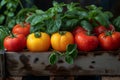 Yellow and red tomatoes with herbs in a box on the table. Royalty Free Stock Photo