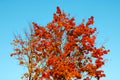 Yellow-red tree against a blue sky background Royalty Free Stock Photo