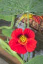 Yellow and red Tropaeolum magus garden nasturtium flowers during spring